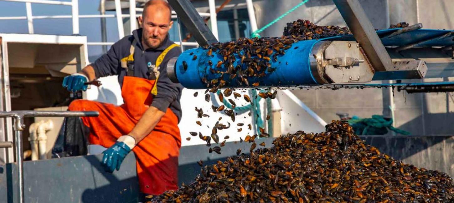 Høst af blåmuslinger til udlægning i Vejle Fjord